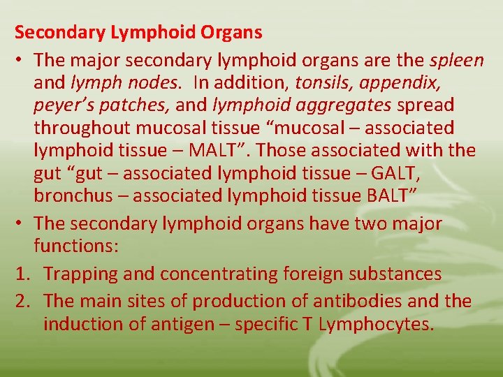 Secondary Lymphoid Organs • The major secondary lymphoid organs are the spleen and lymph