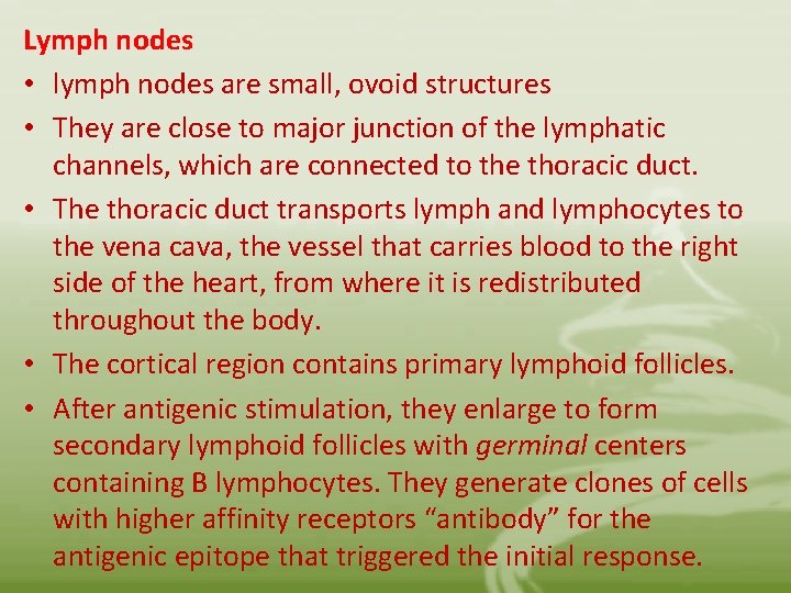 Lymph nodes • lymph nodes are small, ovoid structures • They are close to
