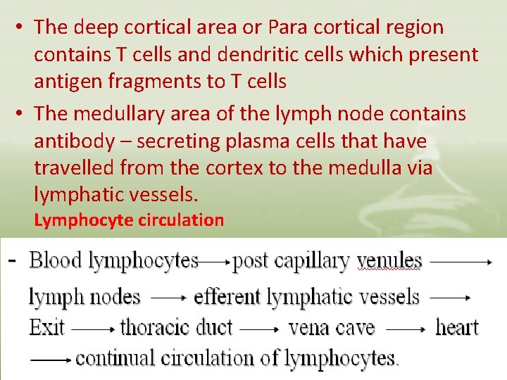  • The deep cortical area or Para cortical region contains T cells and
