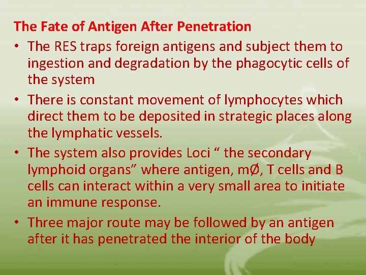 The Fate of Antigen After Penetration • The RES traps foreign antigens and subject