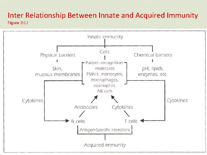 Inter Relationship Between Innate and Acquired Immunity Figure 2: 11 