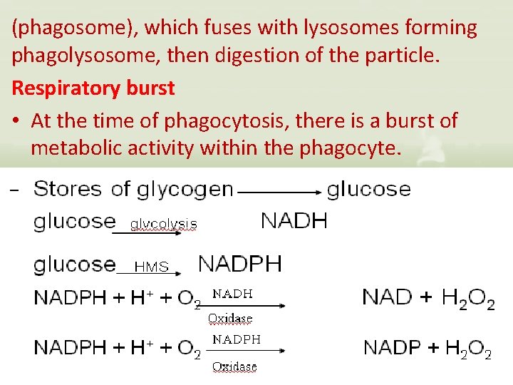 (phagosome), which fuses with lysosomes forming phagolysosome, then digestion of the particle. Respiratory burst