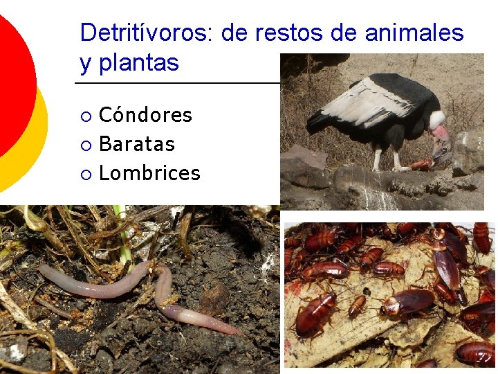 Detritívoros: de restos de animales y plantas Cóndores ¡ Baratas ¡ Lombrices ¡ 