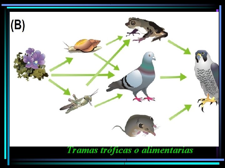  Tramas tróficas o alimentarias 