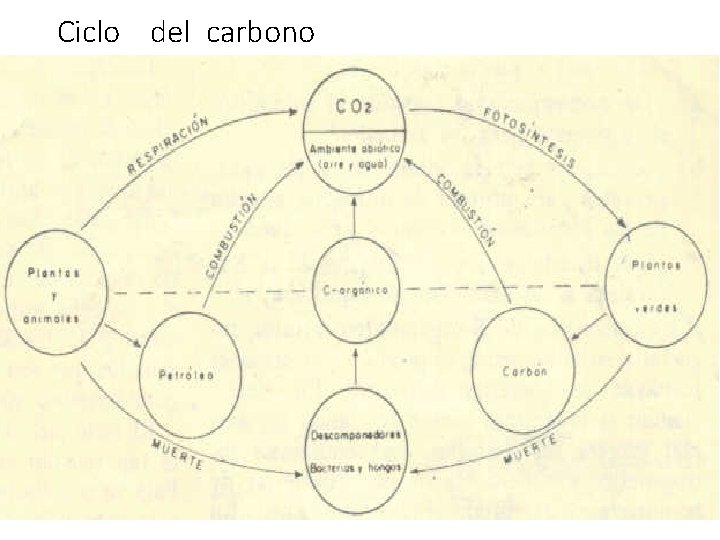 Ciclo del carbono 