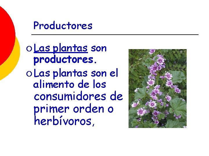 Productores ¡ Las plantas son productores. ¡ Las plantas son el alimento de los