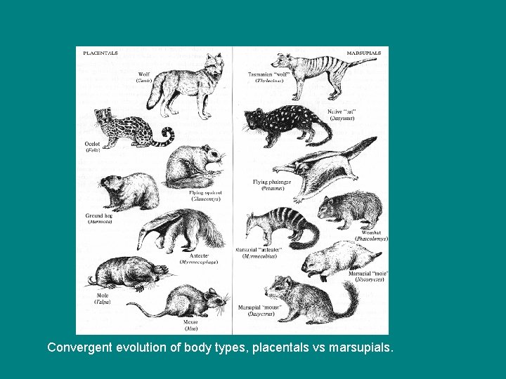 Convergent evolution of body types, placentals vs marsupials. 