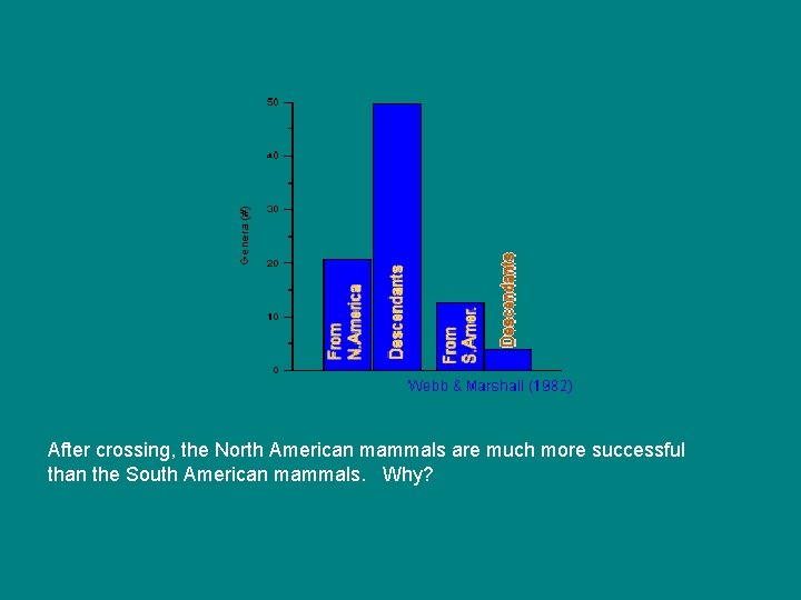 After crossing, the North American mammals are much more successful than the South American