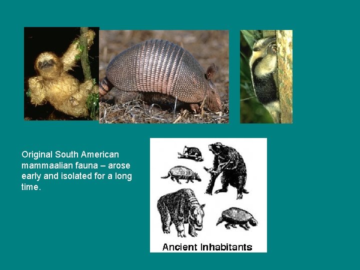 Original South American mammaalian fauna – arose early and isolated for a long time.