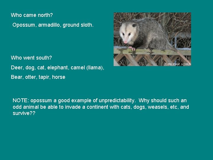 Who came north? Opossum, armadillo, ground sloth. Who went south? Deer, dog, cat, elephant,