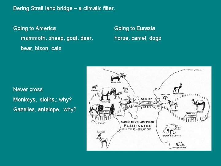 Bering Strait land bridge – a climatic filter. Going to America mammoth, sheep, goat,