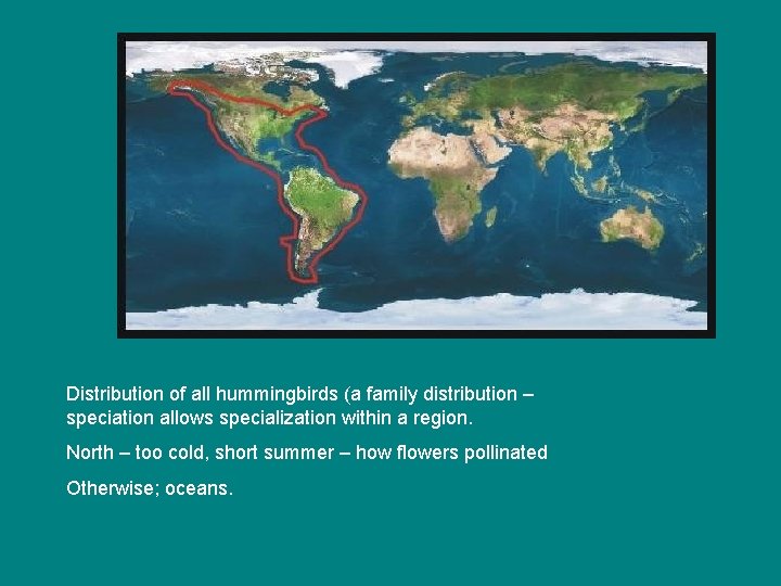 Distribution of all hummingbirds (a family distribution – speciation allows specialization within a region.