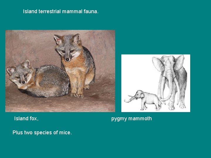 Island terrestrial mammal fauna. Island fox, Plus two species of mice. pygmy mammoth 