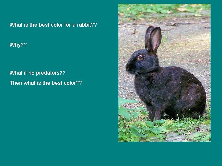 What is the best color for a rabbit? ? Why? ? What if no