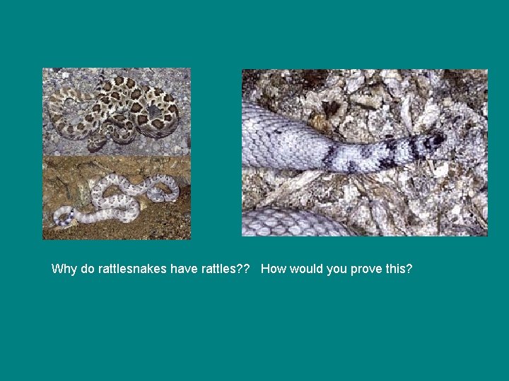 Why do rattlesnakes have rattles? ? How would you prove this? 