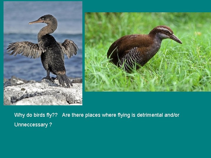 Why do birds fly? ? Are there places where flying is detrimental and/or Unneccessary