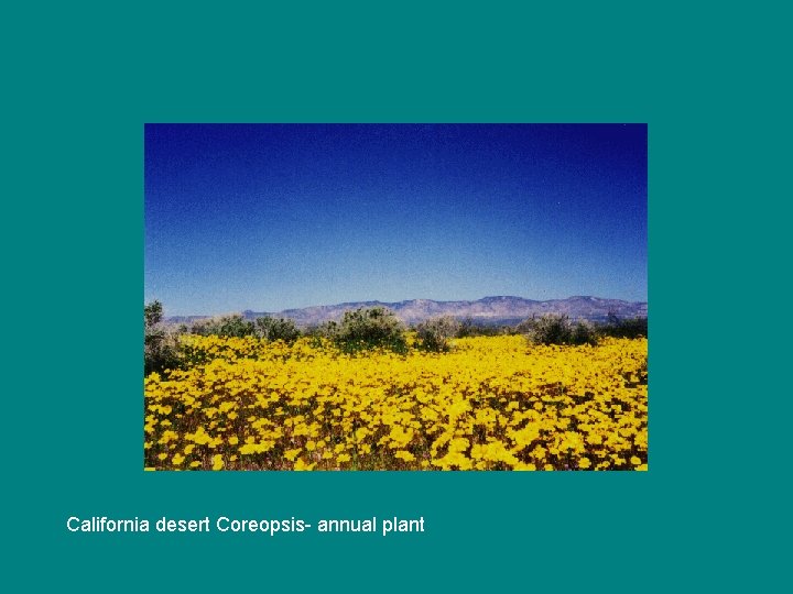 California desert Coreopsis- annual plant 