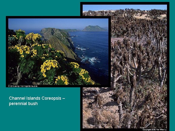 Channel Islands Coreopsis – perennial bush 