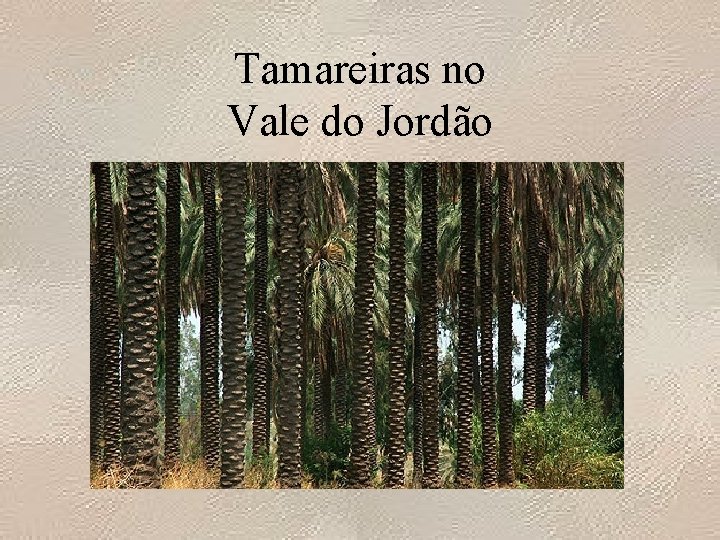 Tamareiras no Vale do Jordão 