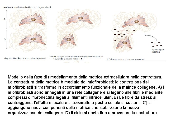 Modello della fase di rimodellamento della matrice extracellulare nella contrattura. La contrattura della matrice