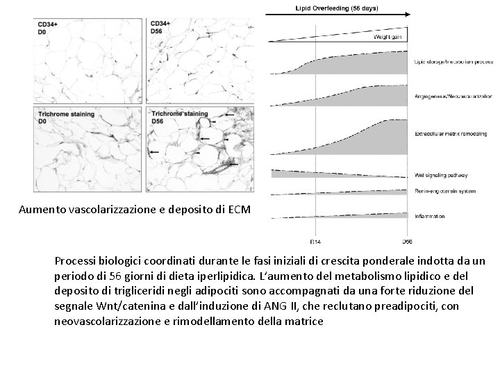 Aumento vascolarizzazione e deposito di ECM Processi biologici coordinati durante le fasi iniziali di