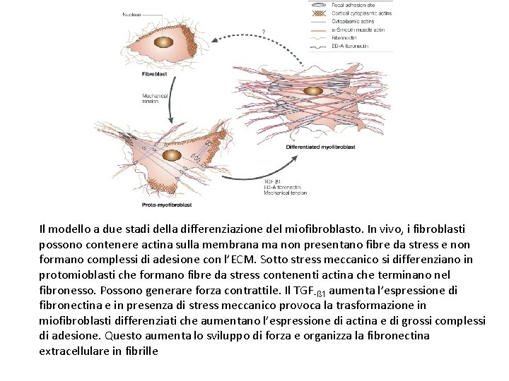 Il modello a due stadi della differenziazione del miofibroblasto. In vivo, i fibroblasti possono