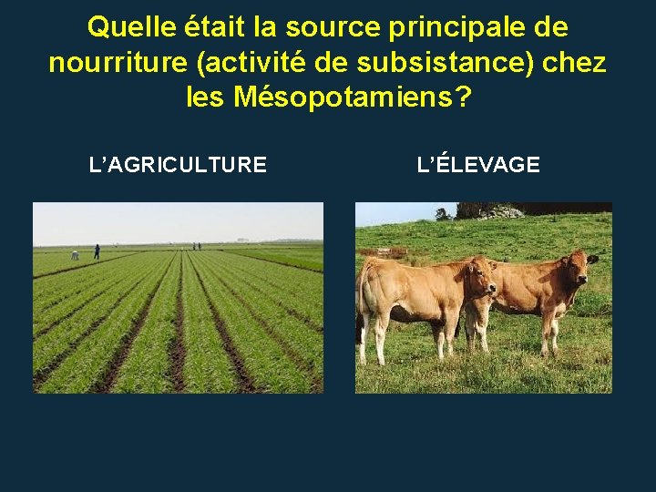 Quelle était la source principale de nourriture (activité de subsistance) chez les Mésopotamiens? L’AGRICULTURE Quelle était la source principale de nourriture (activité de subsistance) chez les Mésopotamiens? L’AGRICULTURE
