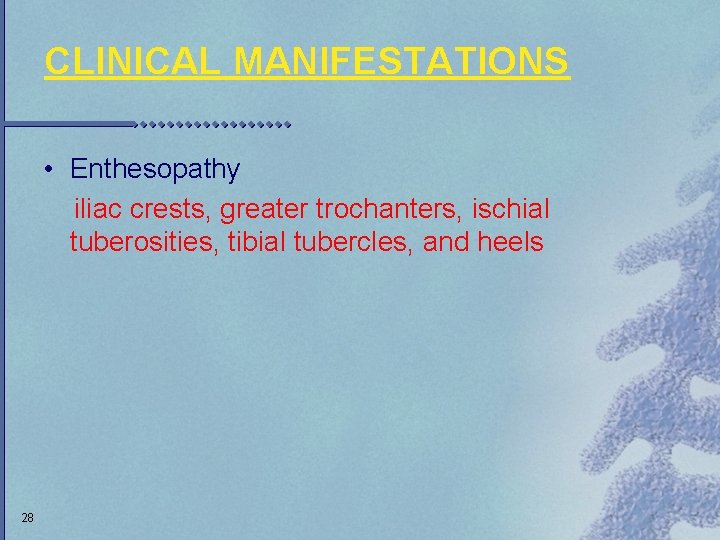 CLINICAL MANIFESTATIONS • Enthesopathy iliac crests, greater trochanters, ischial tuberosities, tibial tubercles, and heels
