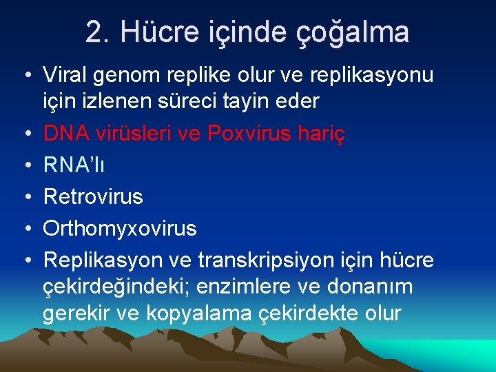 2. Hücre içinde çoğalma • Viral genom replike olur ve replikasyonu için izlenen süreci