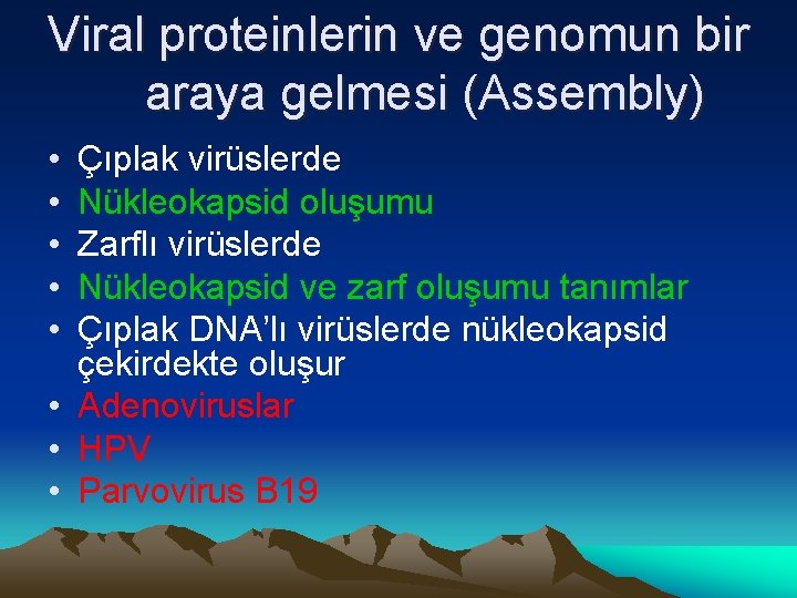 Viral proteinlerin ve genomun bir araya gelmesi (Assembly) • • • Çıplak virüslerde Nükleokapsid