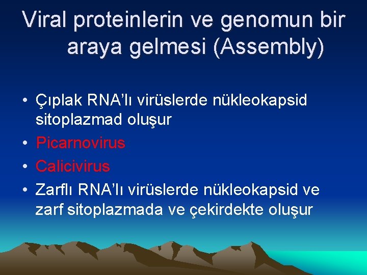 Viral proteinlerin ve genomun bir araya gelmesi (Assembly) • Çıplak RNA’lı virüslerde nükleokapsid sitoplazmad