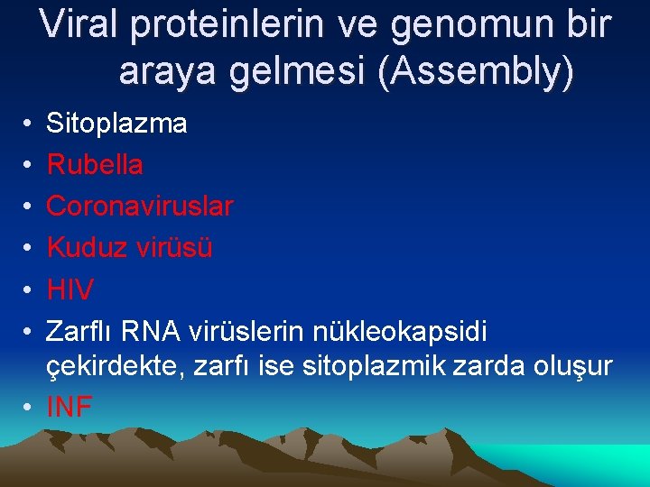 Viral proteinlerin ve genomun bir araya gelmesi (Assembly) • • • Sitoplazma Rubella Coronaviruslar