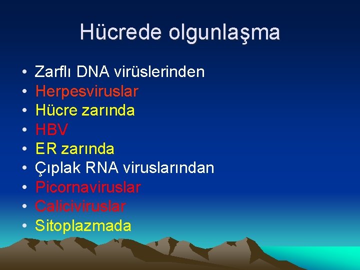 Hücrede olgunlaşma • • • Zarflı DNA virüslerinden Herpesviruslar Hücre zarında HBV ER zarında