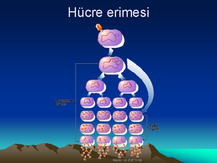 Hücre erimesi 