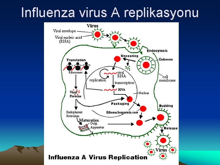 Influenza virus A replikasyonu 