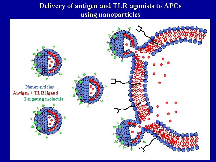 Delivery of antigen and TLR agonists to APCs using nanoparticles Nanoparticles Antigen + TLR