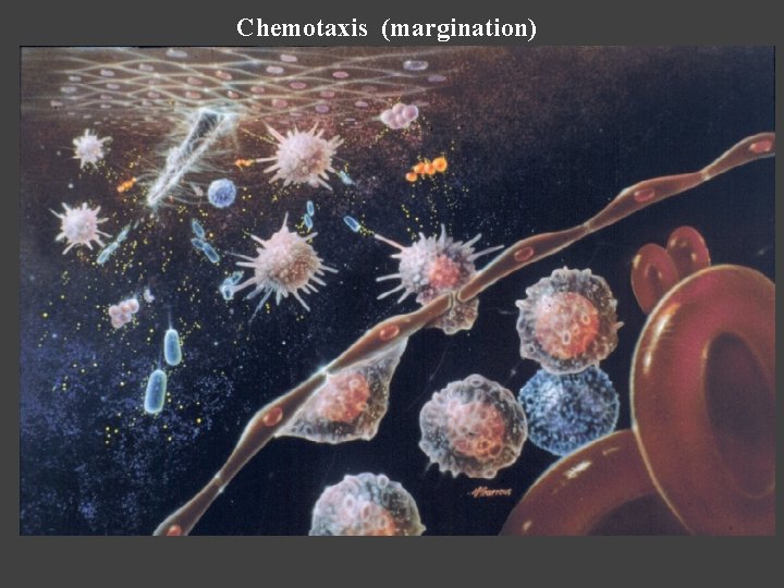 Chemotaxis (margination) 