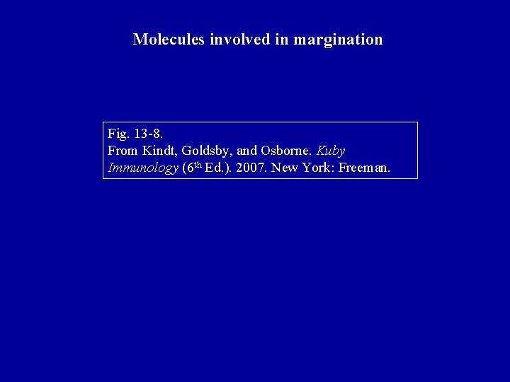 Molecules involved in margination Fig. 13 -8. From Kindt, Goldsby, and Osborne. Kuby Immunology