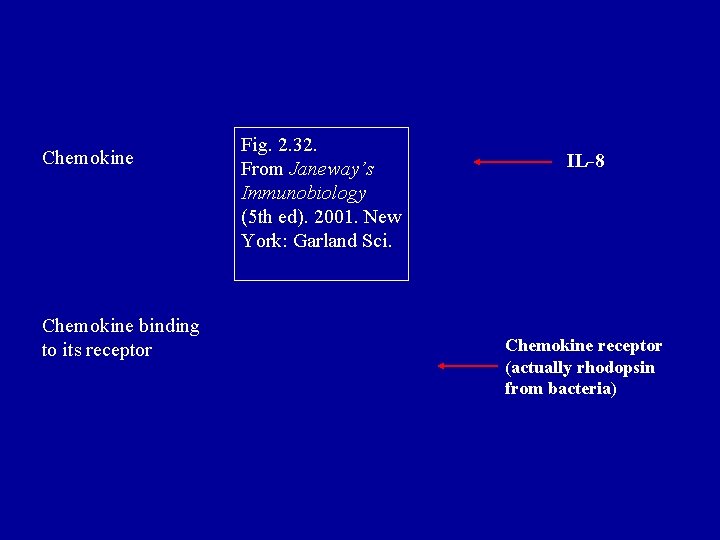 Chemokine binding to its receptor Fig. 2. 32. From Janeway’s Immunobiology (5 th ed).