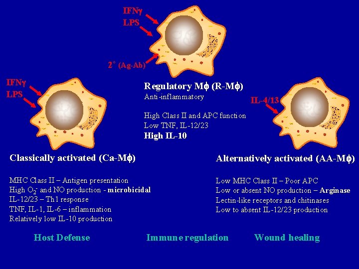 IFN LPS 2˚ (Ag-Ab) IFN LPS Regulatory M (R-M ) Anti-inflammatory IL-4/13 High Class