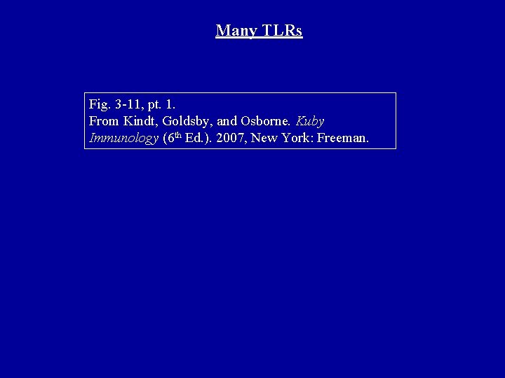 Many TLRs Fig. 3 -11, pt. 1. From Kindt, Goldsby, and Osborne. Kuby Immunology