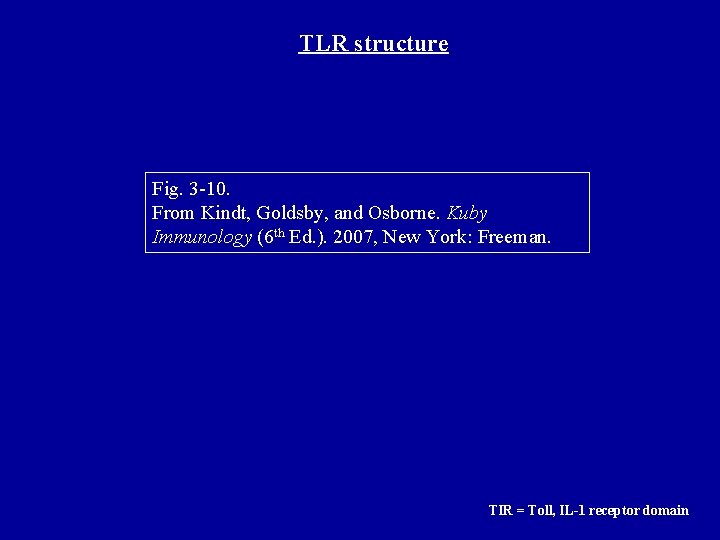 TLR structure Fig. 3 -10. From Kindt, Goldsby, and Osborne. Kuby Immunology (6 th