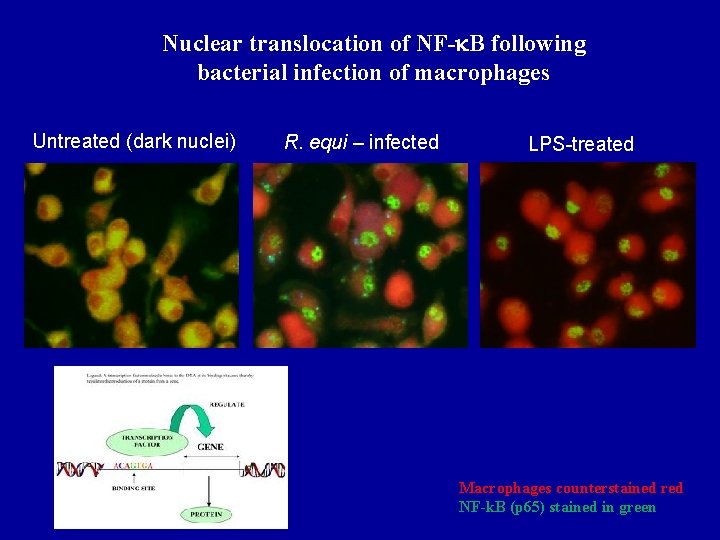 Nuclear translocation of NF-k. B following bacterial infection of macrophages Untreated (dark nuclei) R.