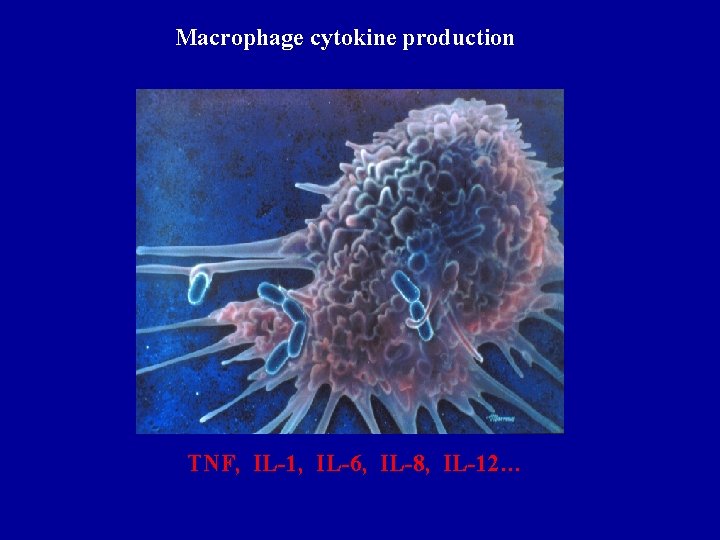 Macrophage cytokine production TNF, IL-1, IL-6, IL-8, IL-12… 