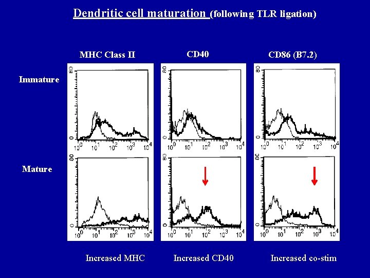 Dendritic cell maturation (following TLR ligation) MHC Class II CD 40 CD 86 (B