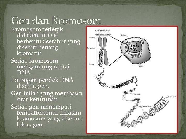 Gen dan Kromosom terletak didalam inti sel berbentuk serabut yang disebut benang kromatin. Setiap