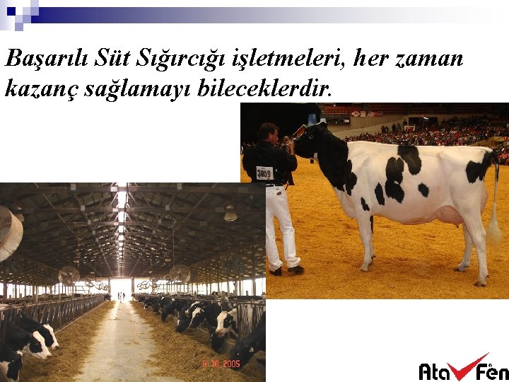 Başarılı Süt Sığırcığı işletmeleri, her zaman kazanç sağlamayı bileceklerdir. 