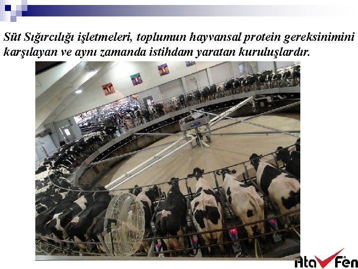 Süt Sığırcılığı işletmeleri, toplumun hayvansal protein gereksinimini karşılayan ve aynı zamanda istihdam yaratan kuruluşlardır.