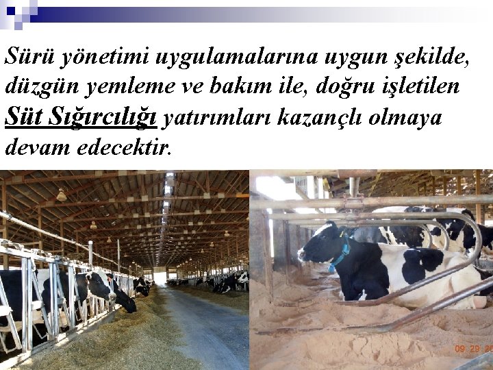 Sürü yönetimi uygulamalarına uygun şekilde, düzgün yemleme ve bakım ile, doğru işletilen Süt Sığırcılığı