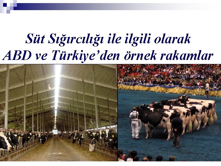 Süt Sığırcılığı ile ilgili olarak ABD ve Türkiye’den örnek rakamlar 